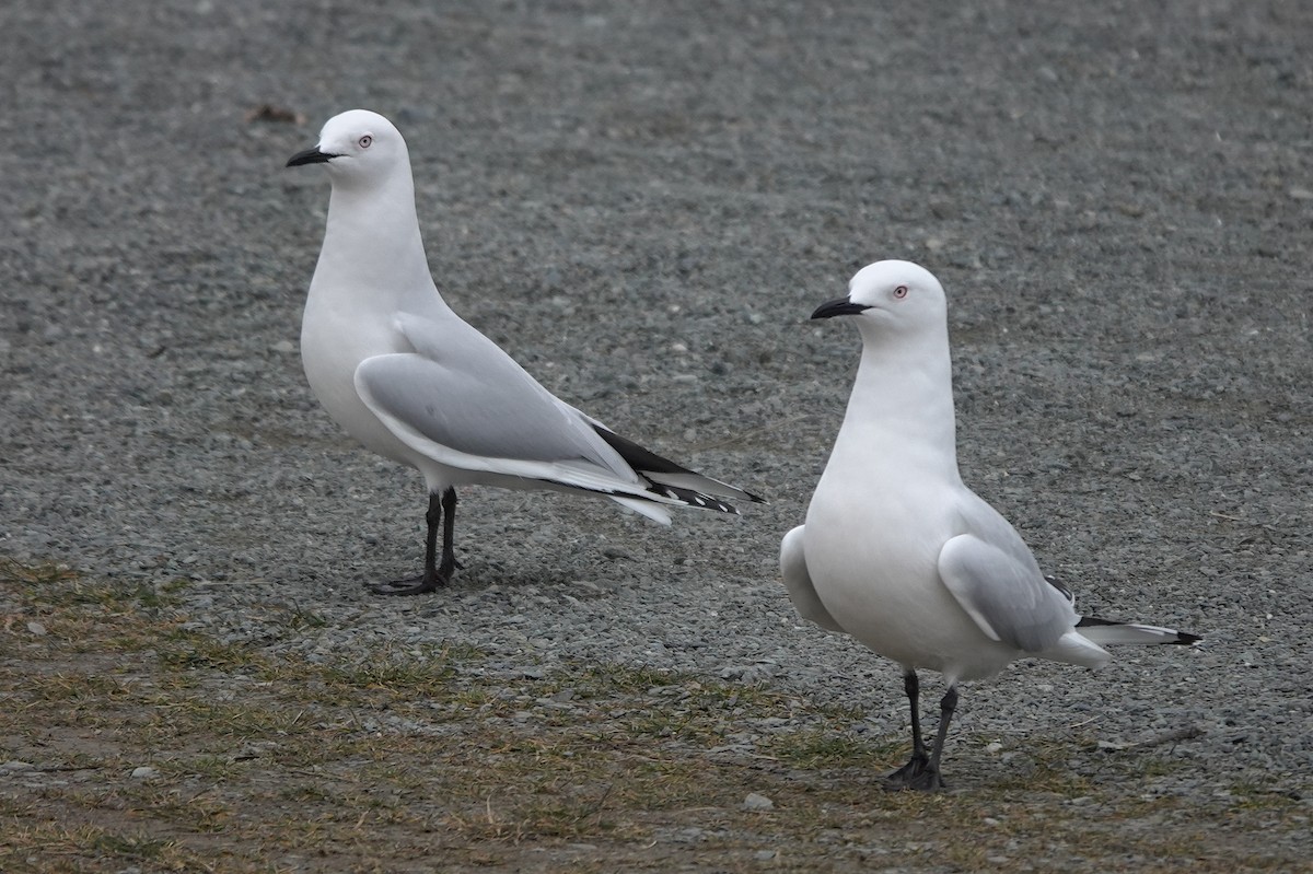 Black-billed Gull - ML646886015