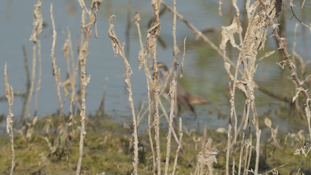 Сондорт гургалдай - ML646886017