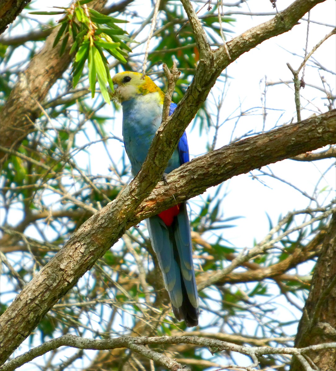 Pale-headed Rosella - ML646886018