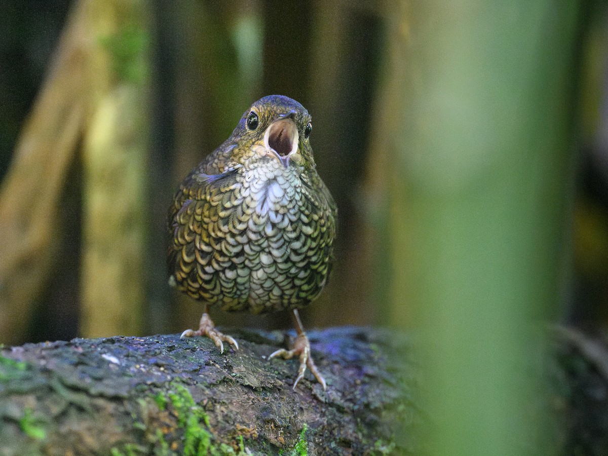 Pygmy Cupwing - ML646886019