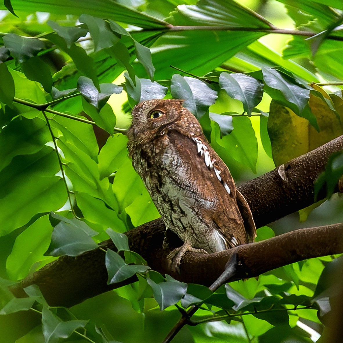 Petit-duc d'Orient - ML646886022