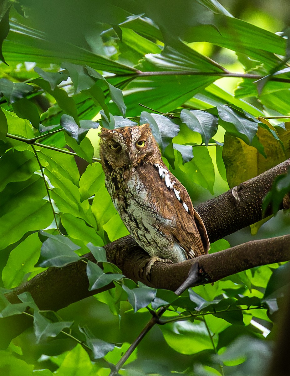 Petit-duc d'Orient - ML646886023