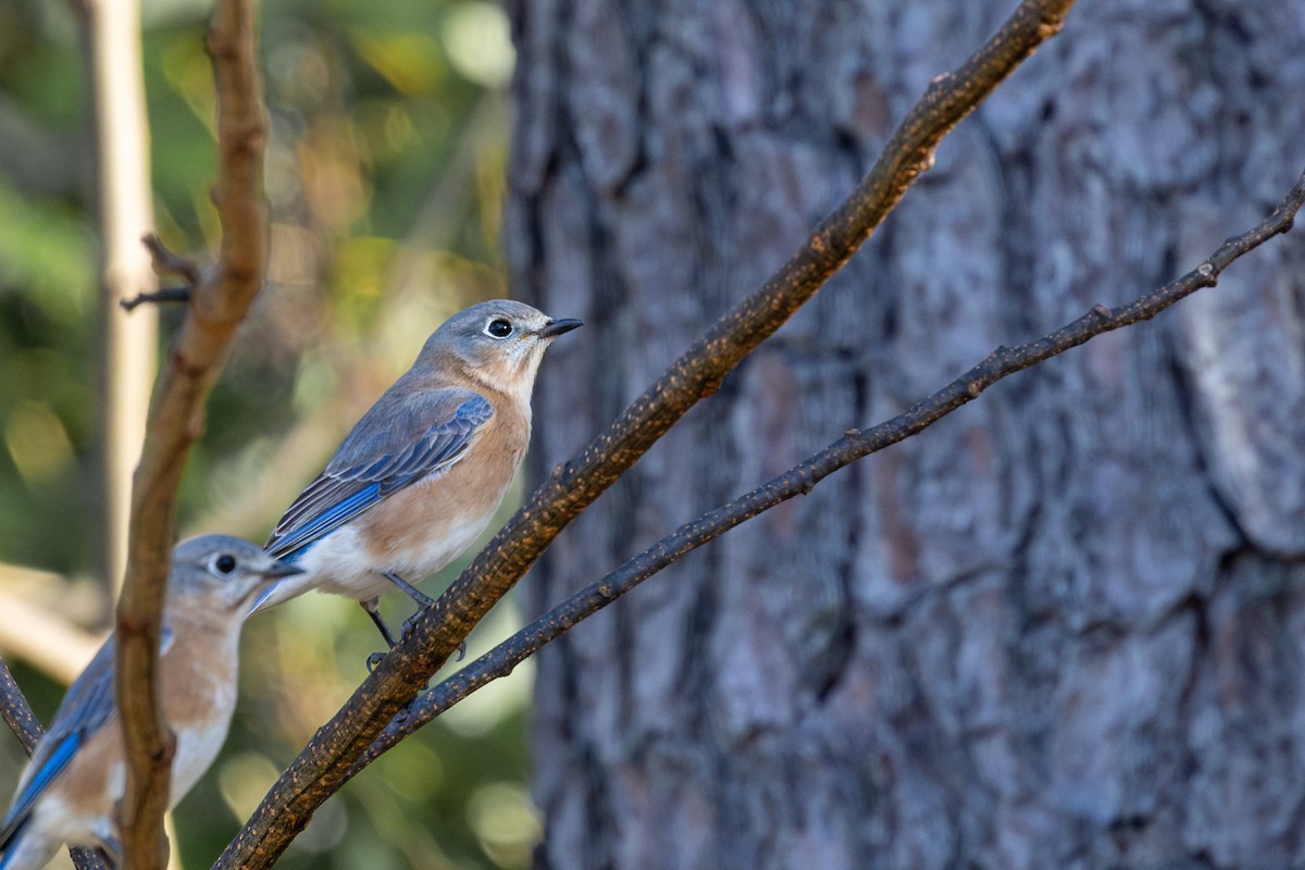 Eastern Bluebird - ML646886024