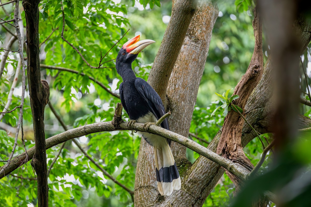 Rhinoceros Hornbill - ML646886025