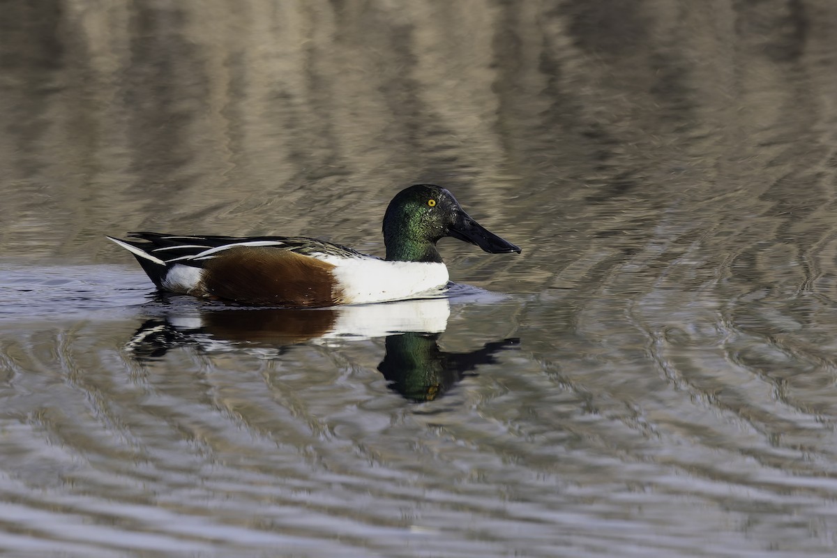 Northern Shoveler - ML646886027