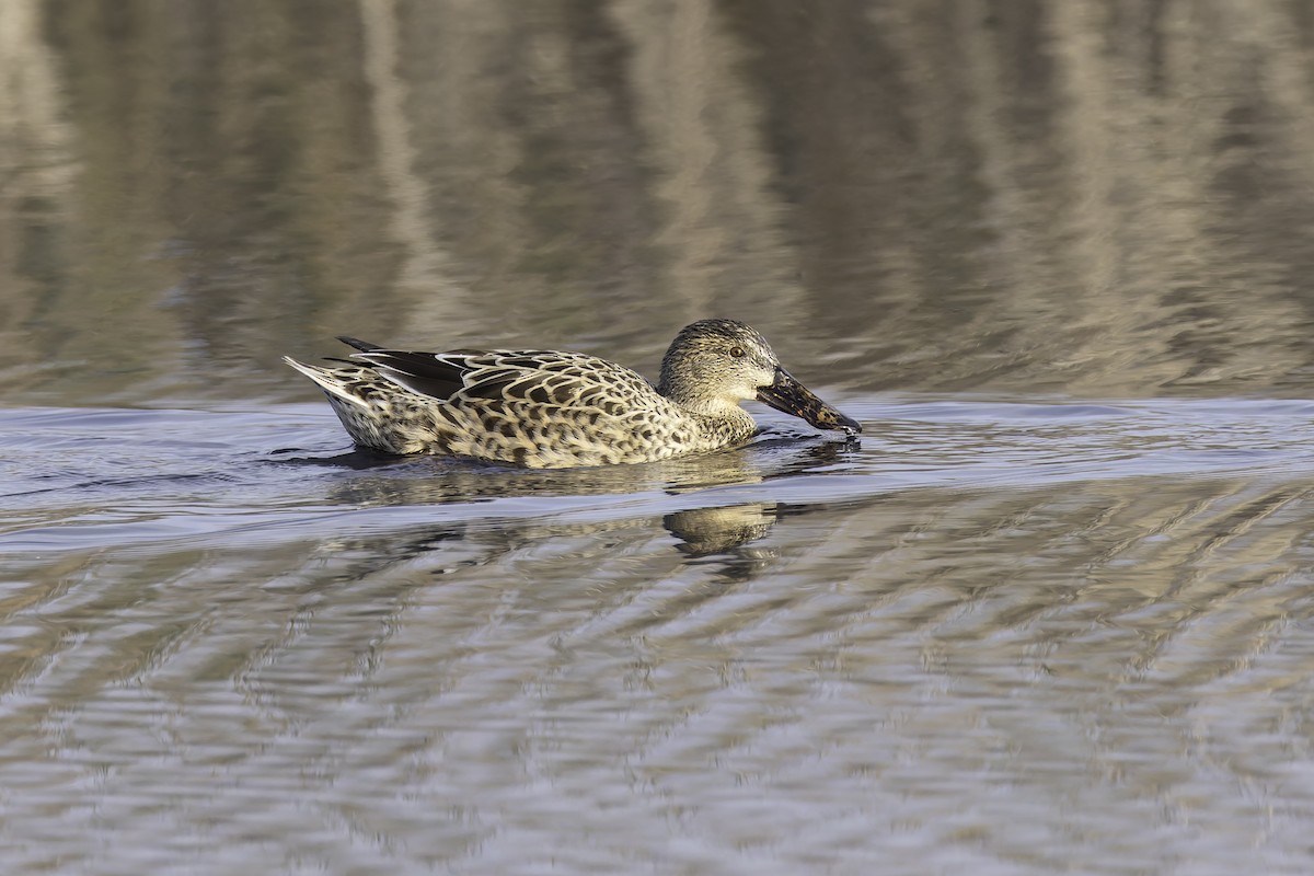Northern Shoveler - ML646886028