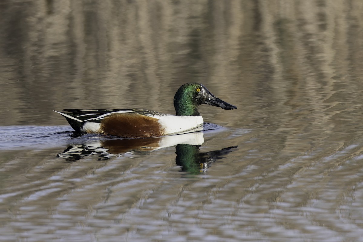Northern Shoveler - ML646886029