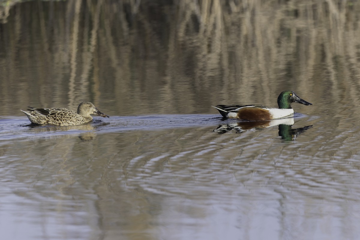Northern Shoveler - ML646886030
