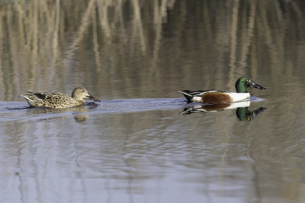 Northern Shoveler - ML646886031