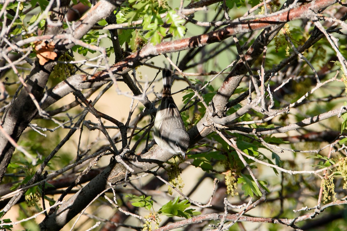 Plumbeous Vireo - ML646886033