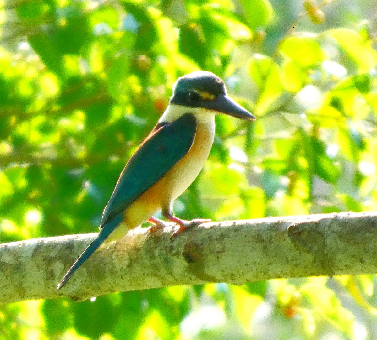 Sacred Kingfisher - ML646886034