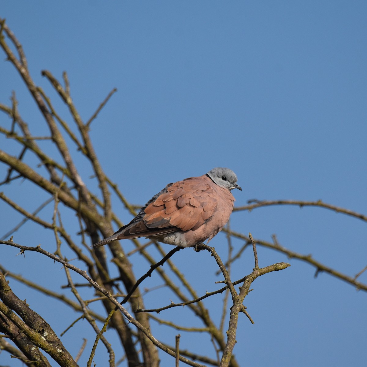 Red Collared-Dove - ML646886035