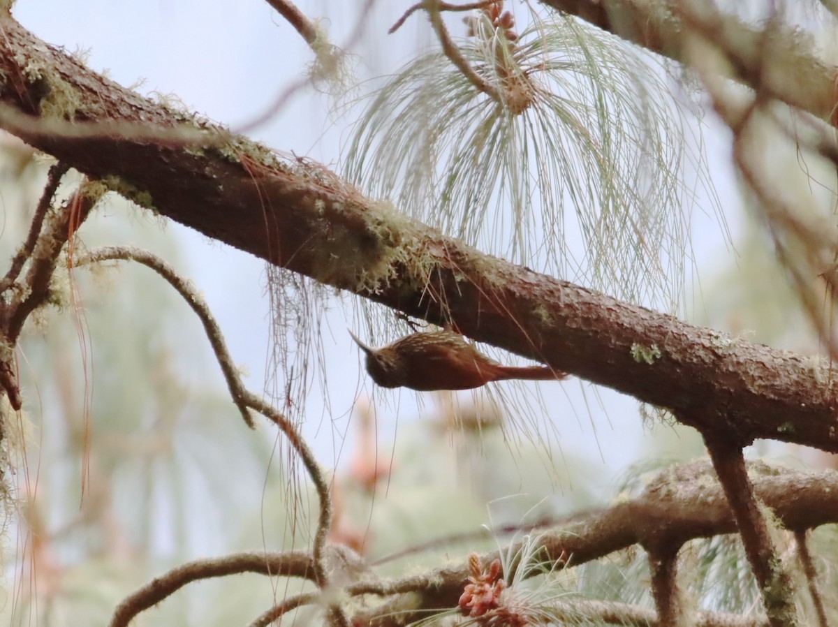 White-striped Woodcreeper - ML646886038