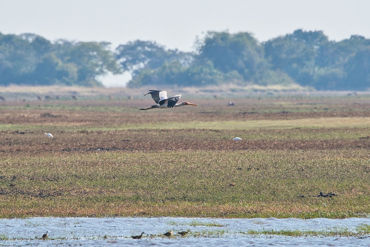 Yellow-billed Stork - ML646886040