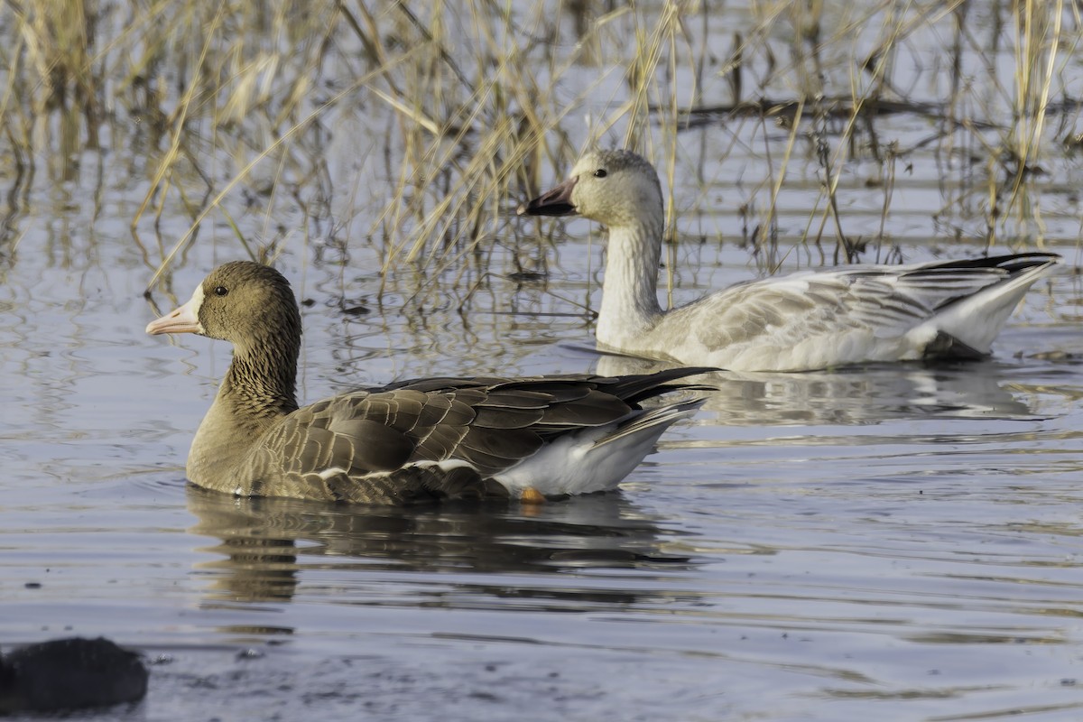 Greater White-fronted Goose - ML646886041