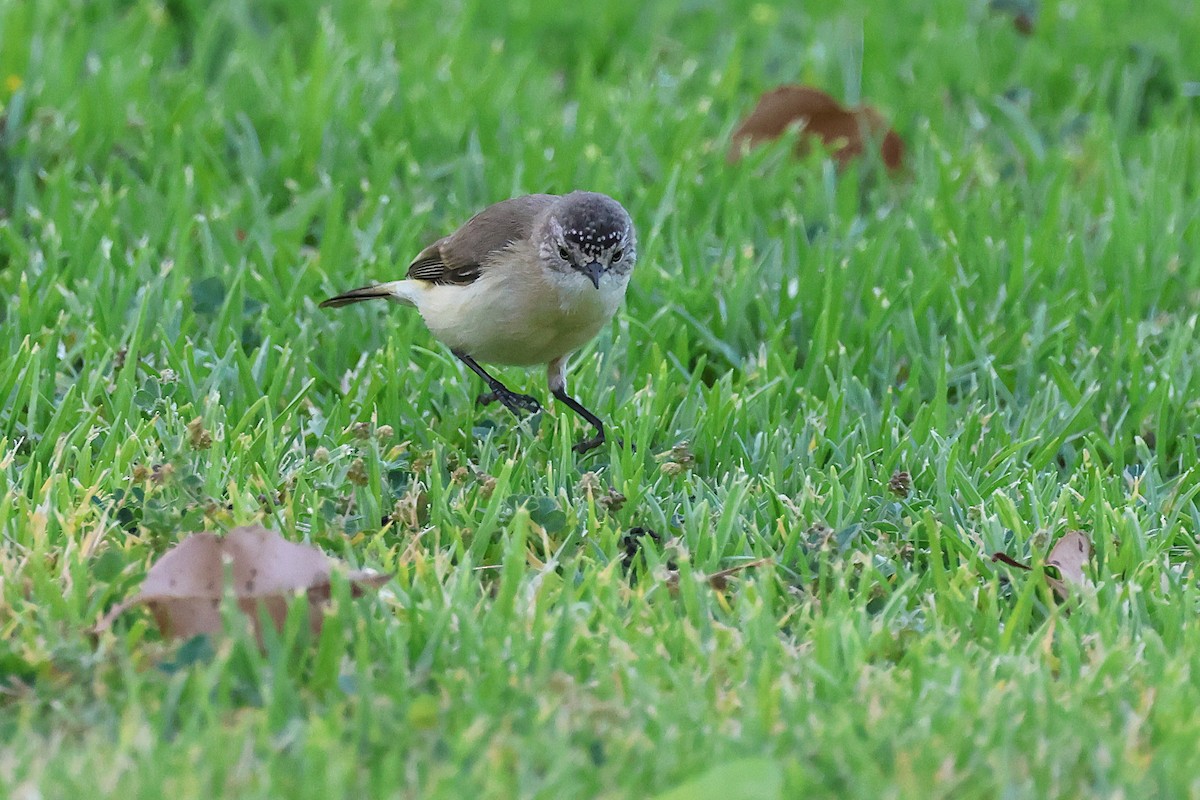 Yellow-rumped Thornbill - ML646886042