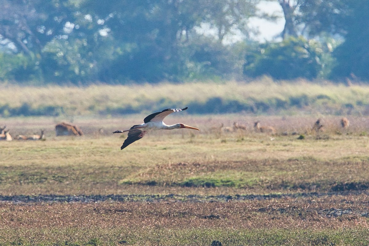 Yellow-billed Stork - ML646886043