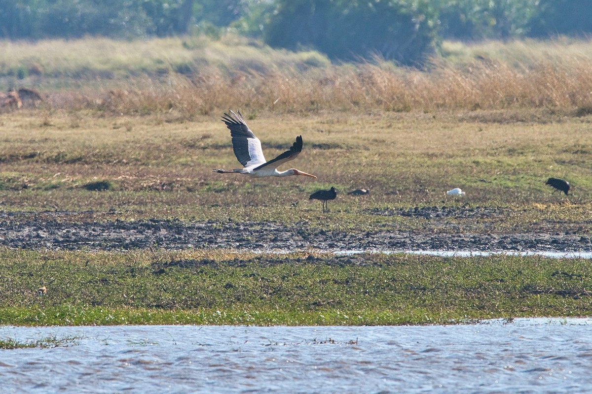 Yellow-billed Stork - ML646886045