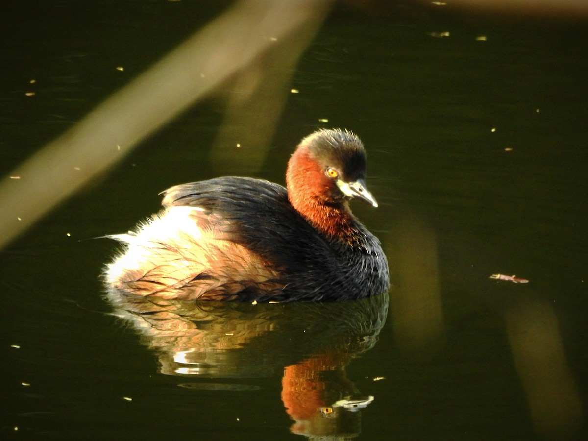 Little Grebe - ML646886047