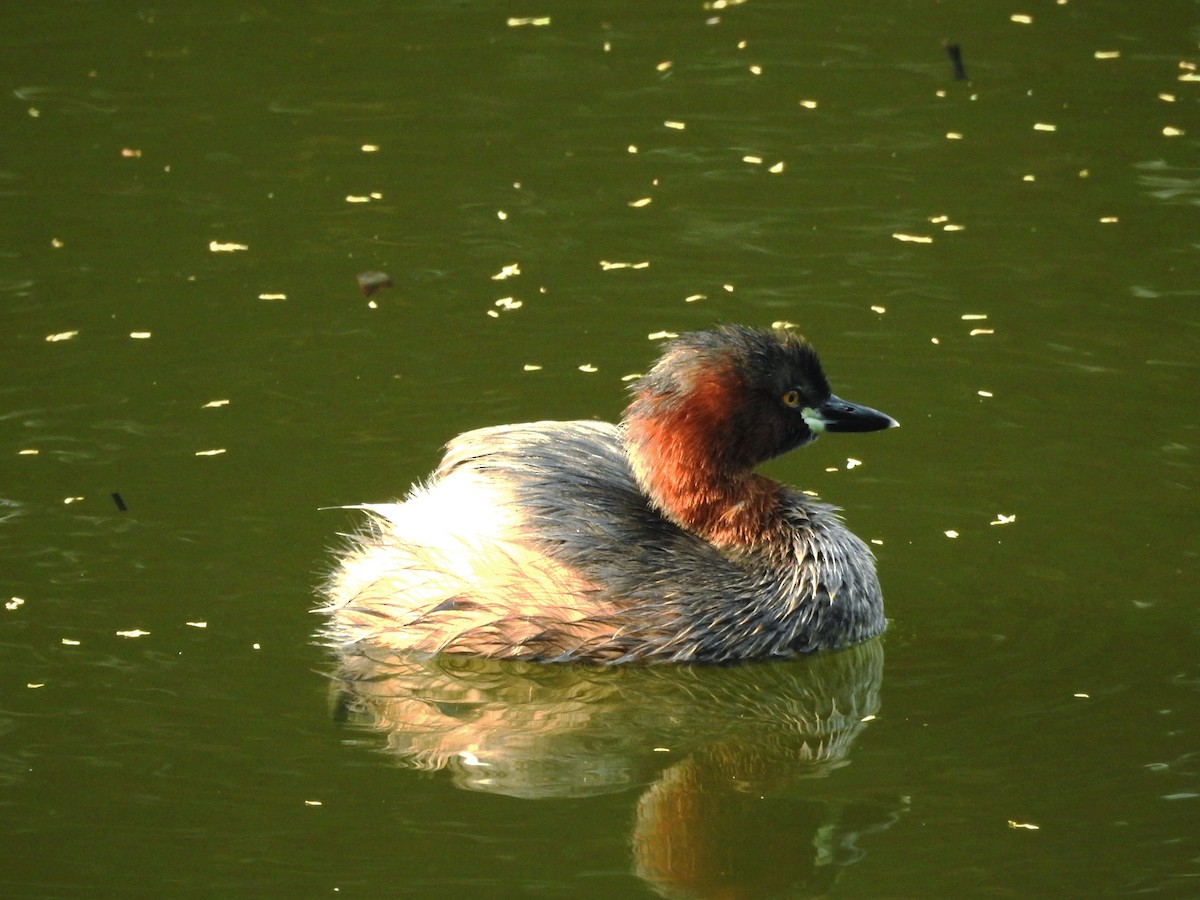 Little Grebe - ML646886048