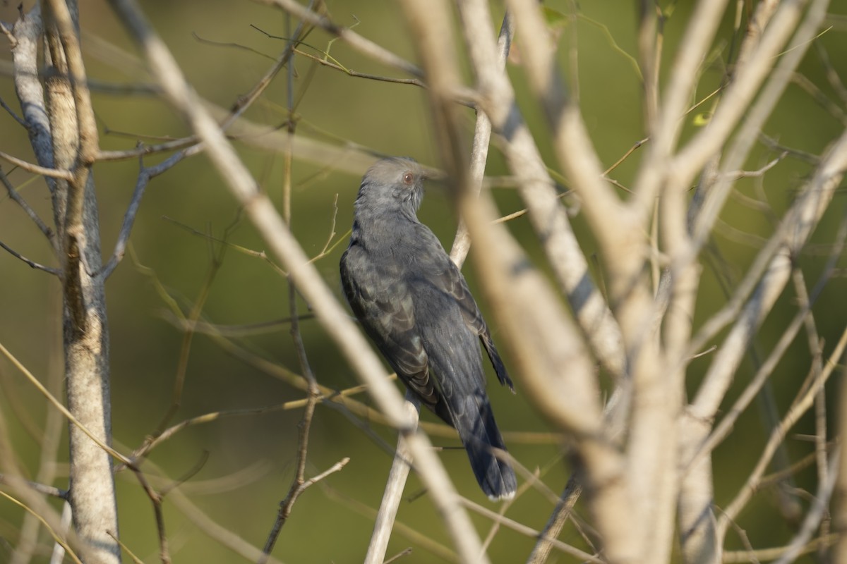 Gray-bellied Cuckoo - ML646886049