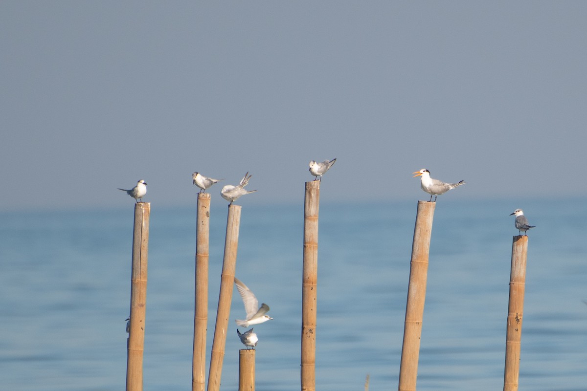 Lesser Crested Tern - ML646886050