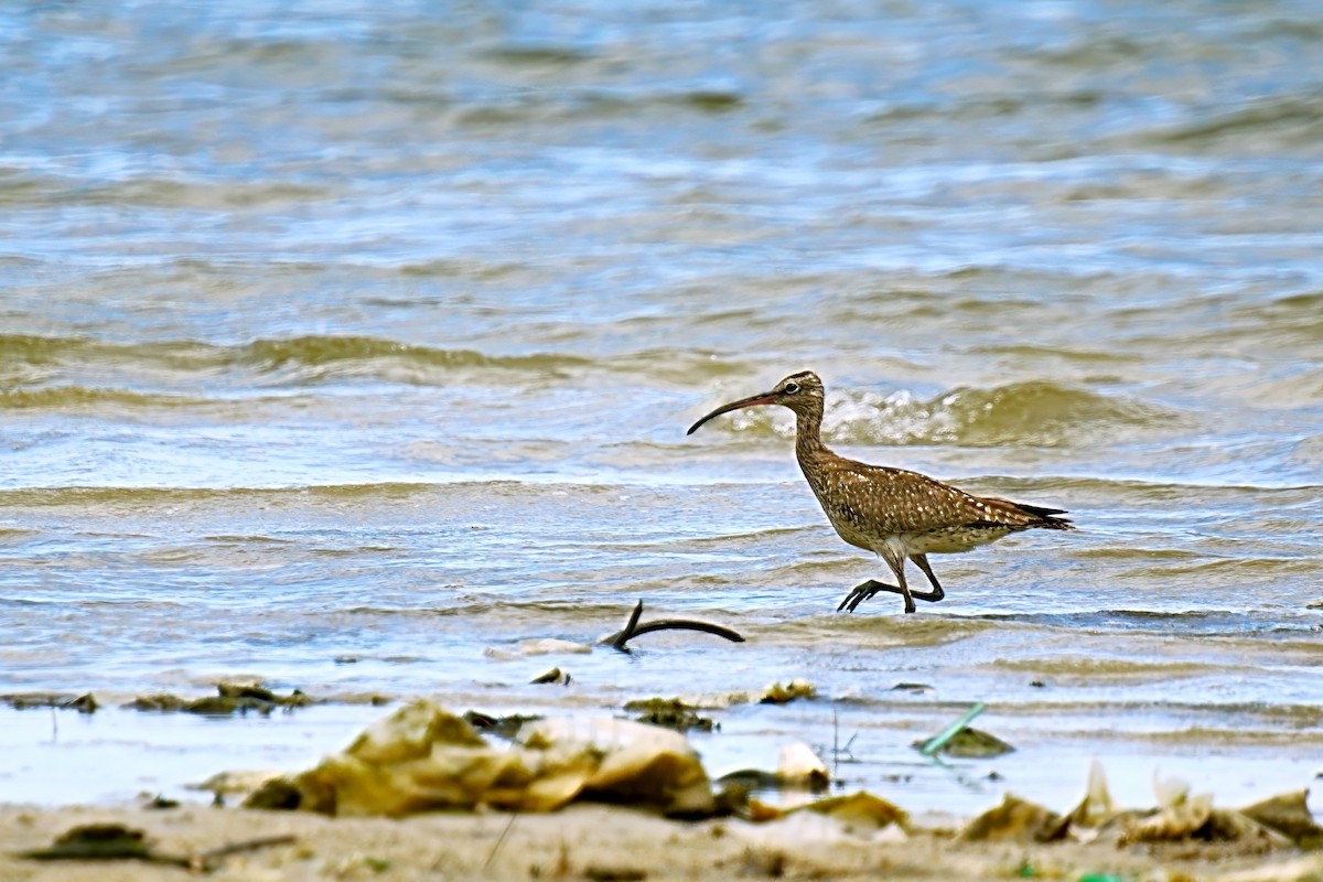 Eurasian Whimbrel - ML646886052