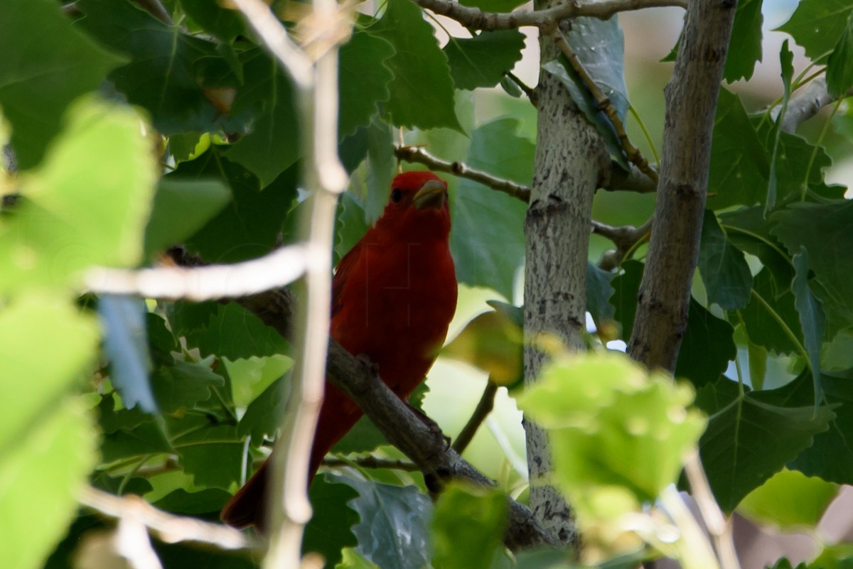 Summer Tanager - ML646886054