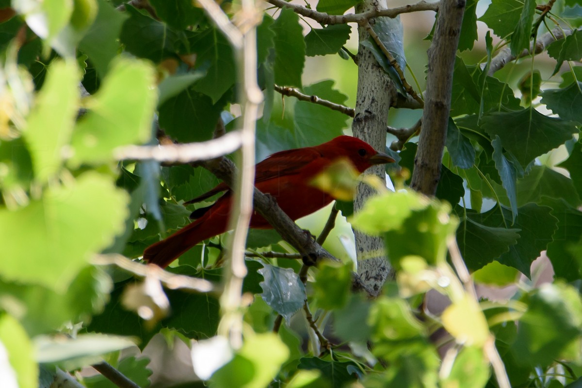 Summer Tanager - ML646886055