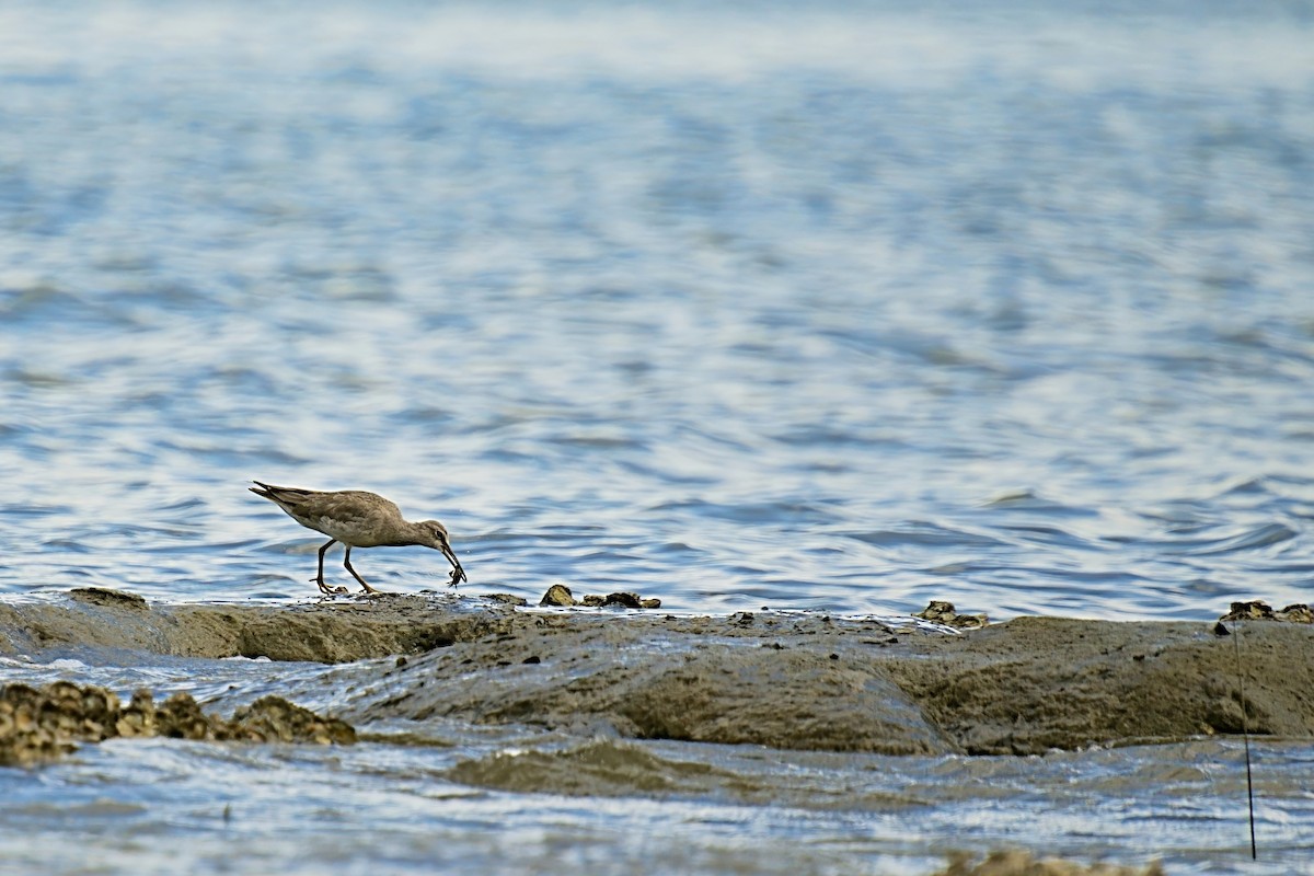 Gray-tailed Tattler - ML646886057
