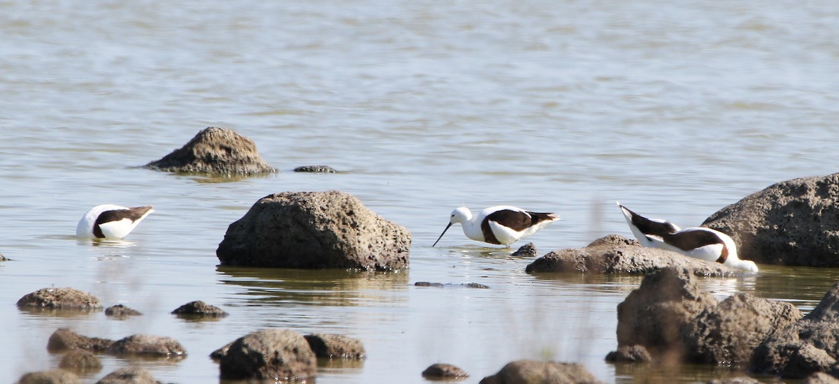 Banded Stilt - ML646886058