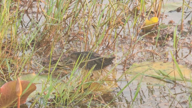 Baillon's Crake - ML646886060