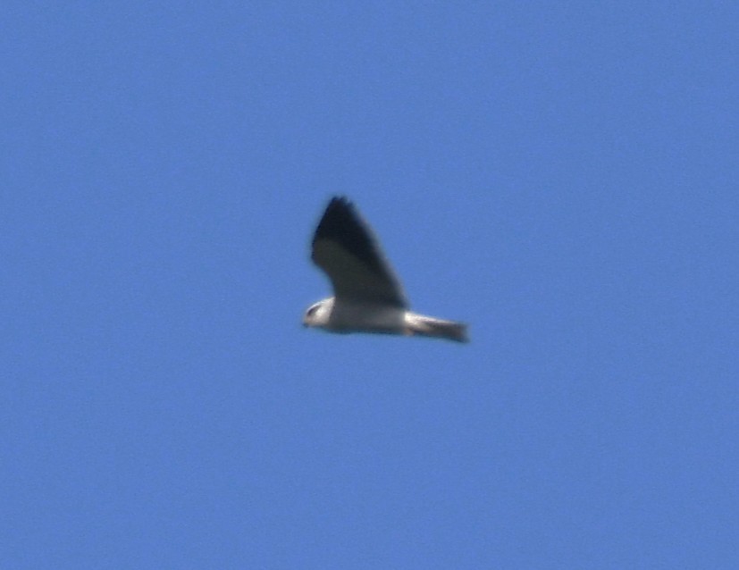 Black-winged Kite - ML646886061