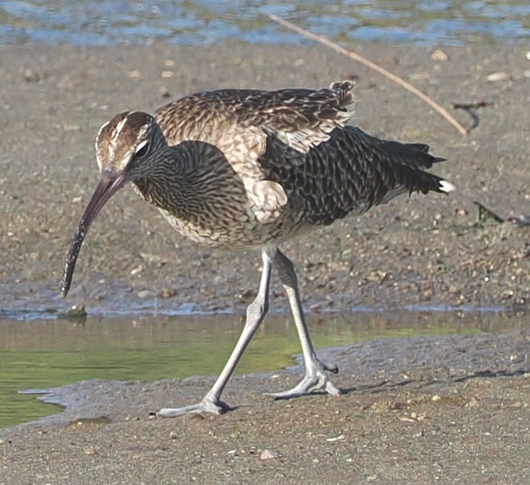Eurasian Whimbrel - ML646886063