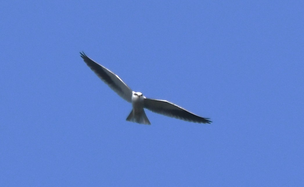 Black-winged Kite - ML646886064