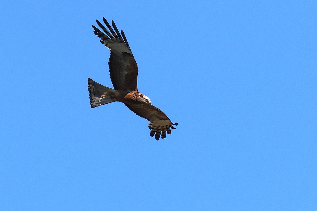 Square-tailed Kite - ML646886065