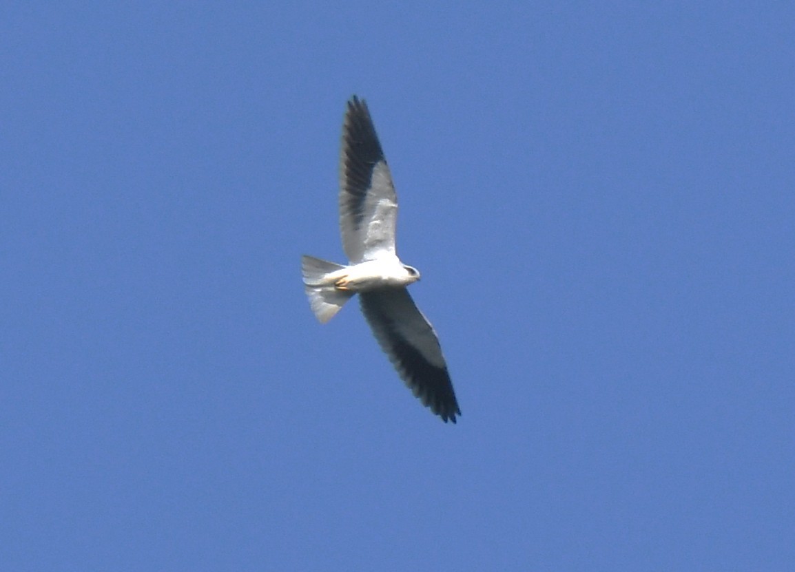 カタグロトビ - ML646886066