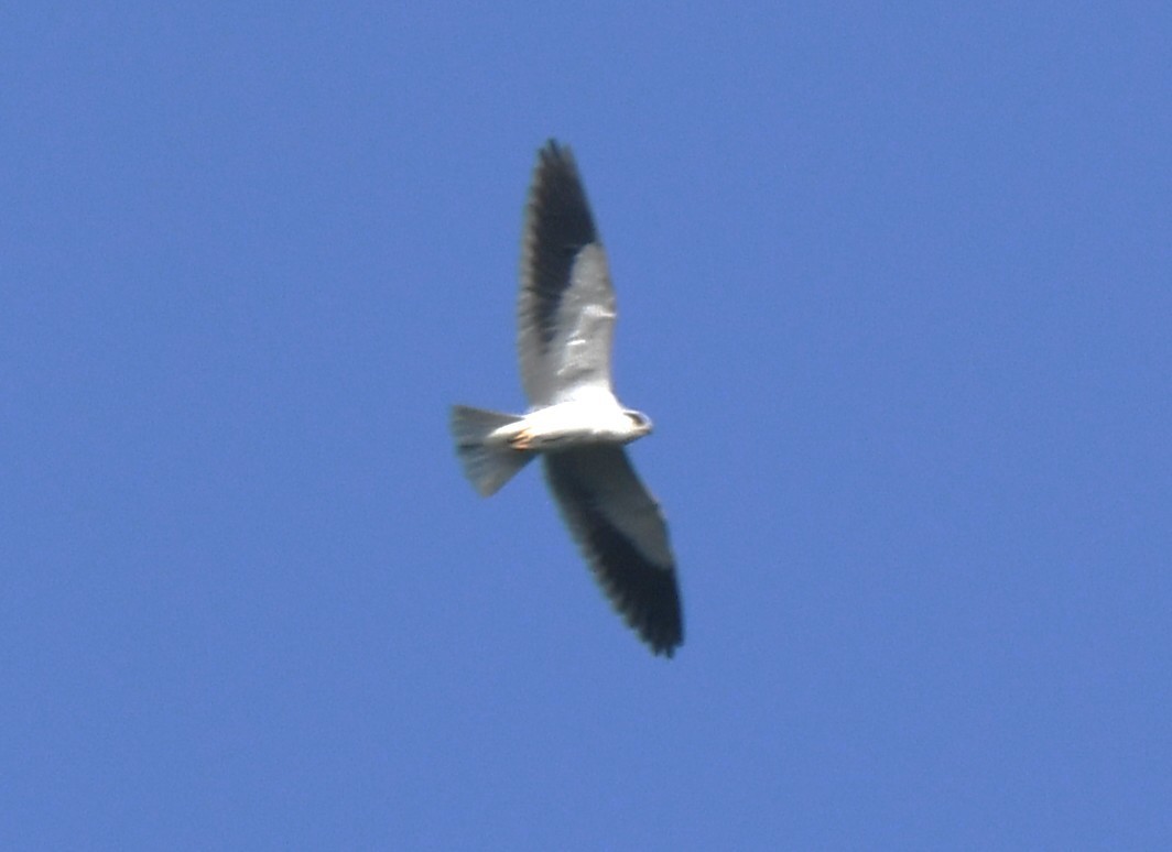 Black-winged Kite - ML646886069