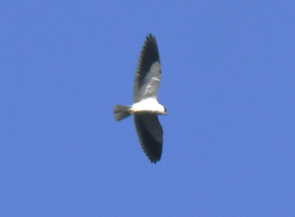 Black-winged Kite - ML646886070