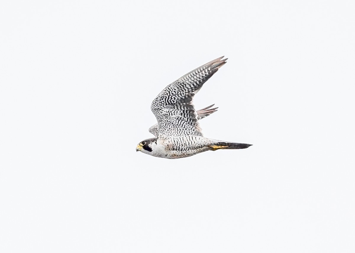 Peregrine Falcon - ML646886071