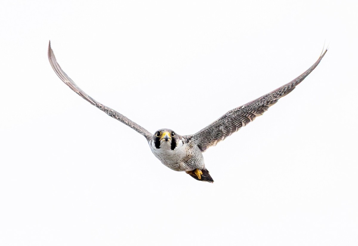 Peregrine Falcon - ML646886072