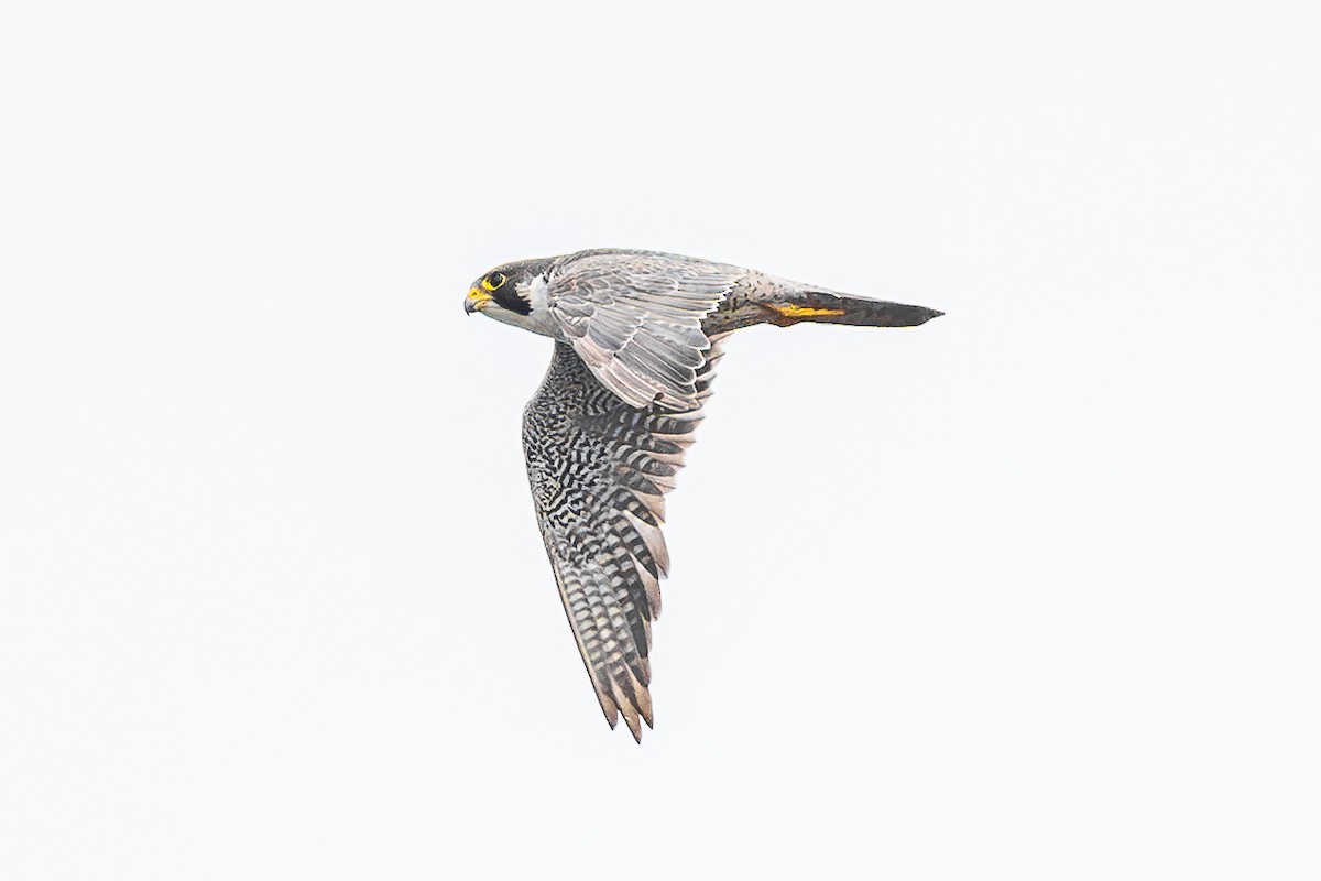 Peregrine Falcon - ML646886073
