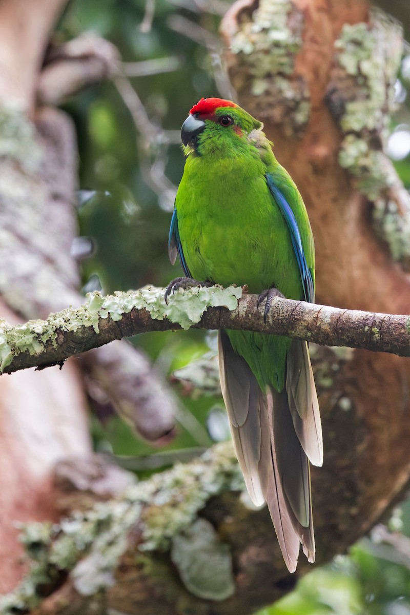 Norfolk Island Parakeet - ML646886074