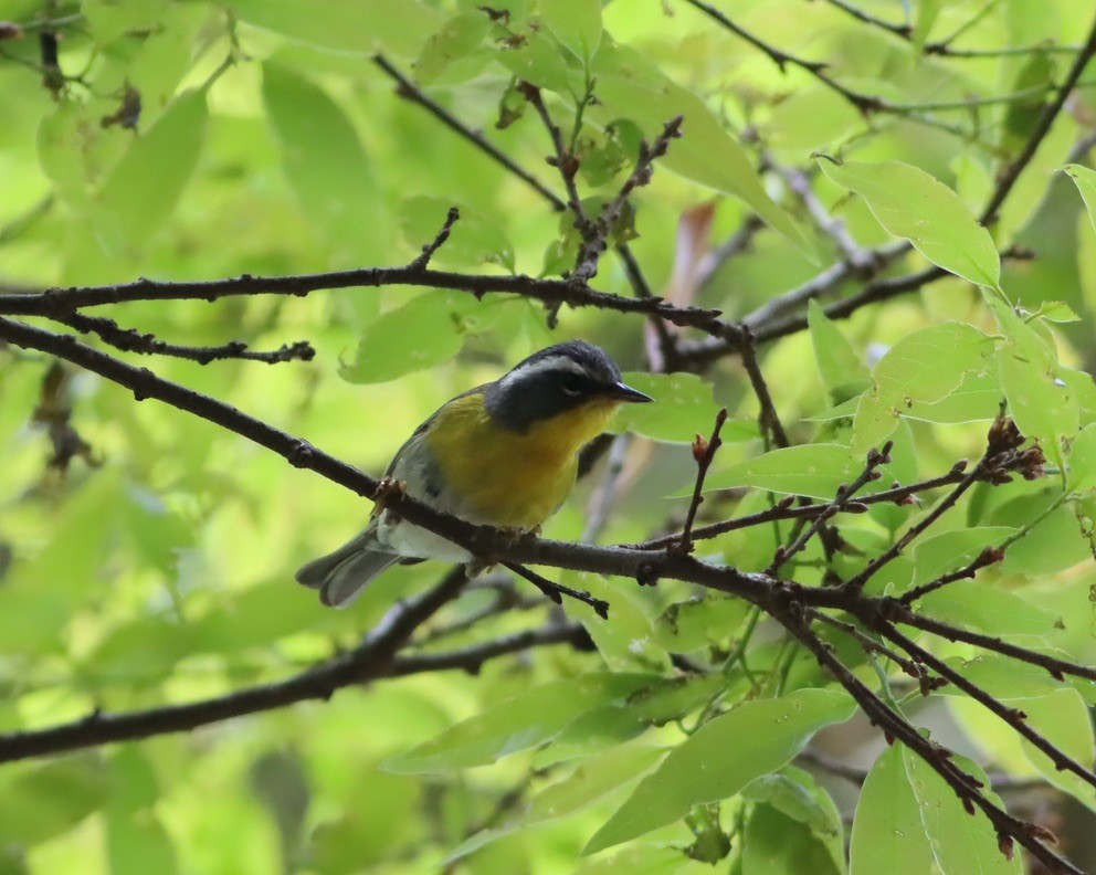 Crescent-chested Warbler - ML646886075