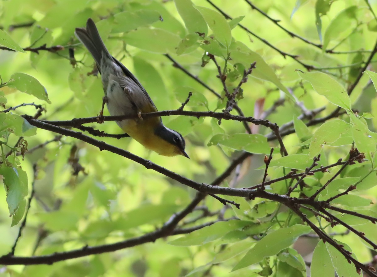 Crescent-chested Warbler - ML646886076
