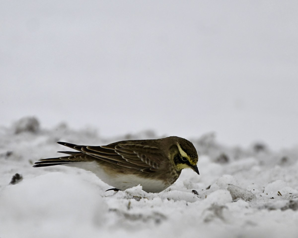 Horned Lark - ML646886083