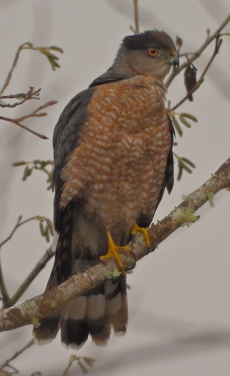 Cooper's Hawk - ML646886085