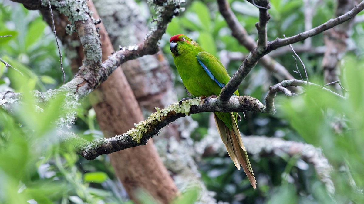 Norfolk Island Parakeet - ML646886086