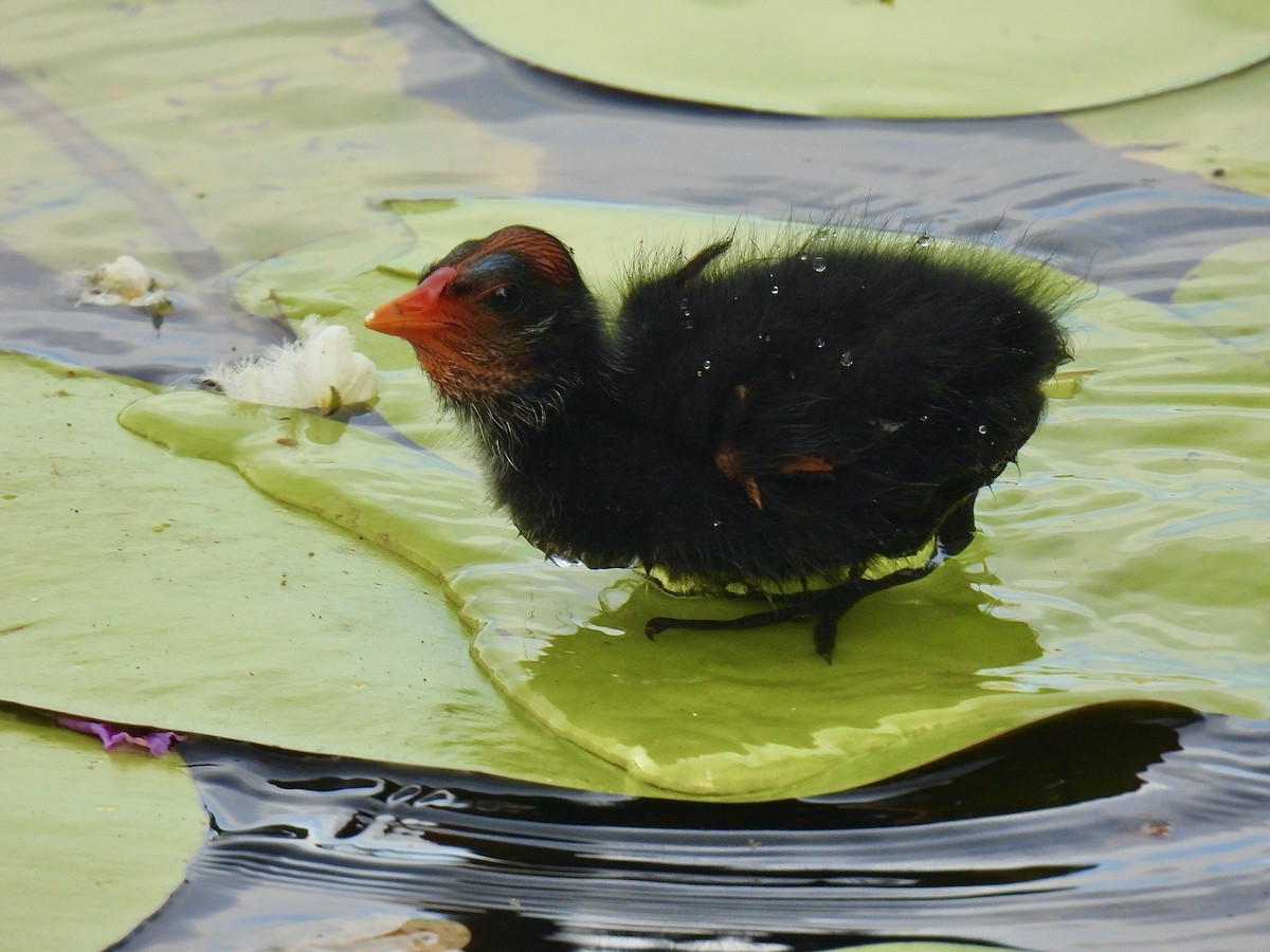 Dusky Moorhen - ML646886087