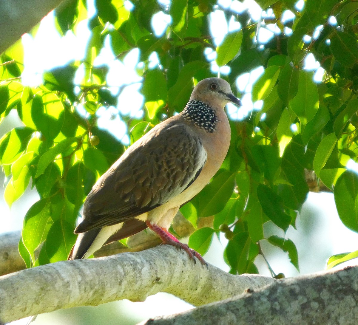 Spotted Dove - ML646886088